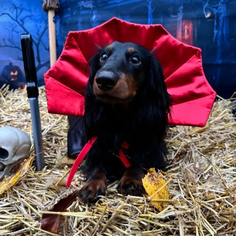 Dracula Dachshund Halloween Costume