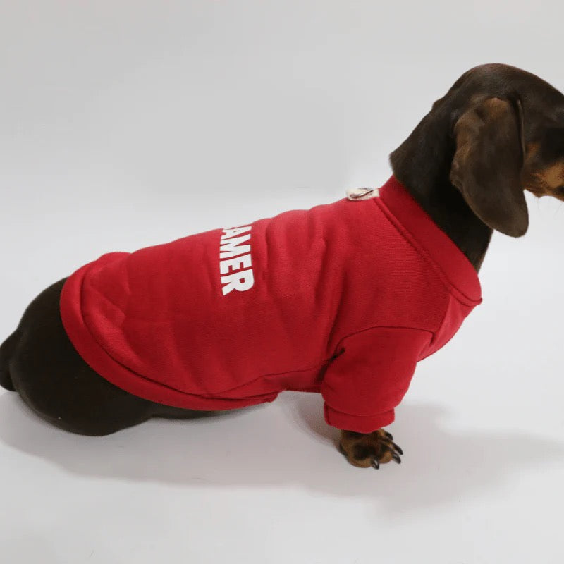 Dachshund wearing red Dreamer hoodie sitting upright, hero shot