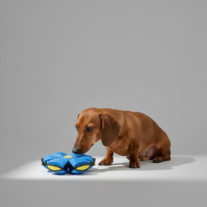 Pelota Platillo Volador para Perros Salchicha