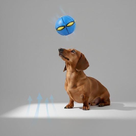 Flying Saucer Doxie Ball