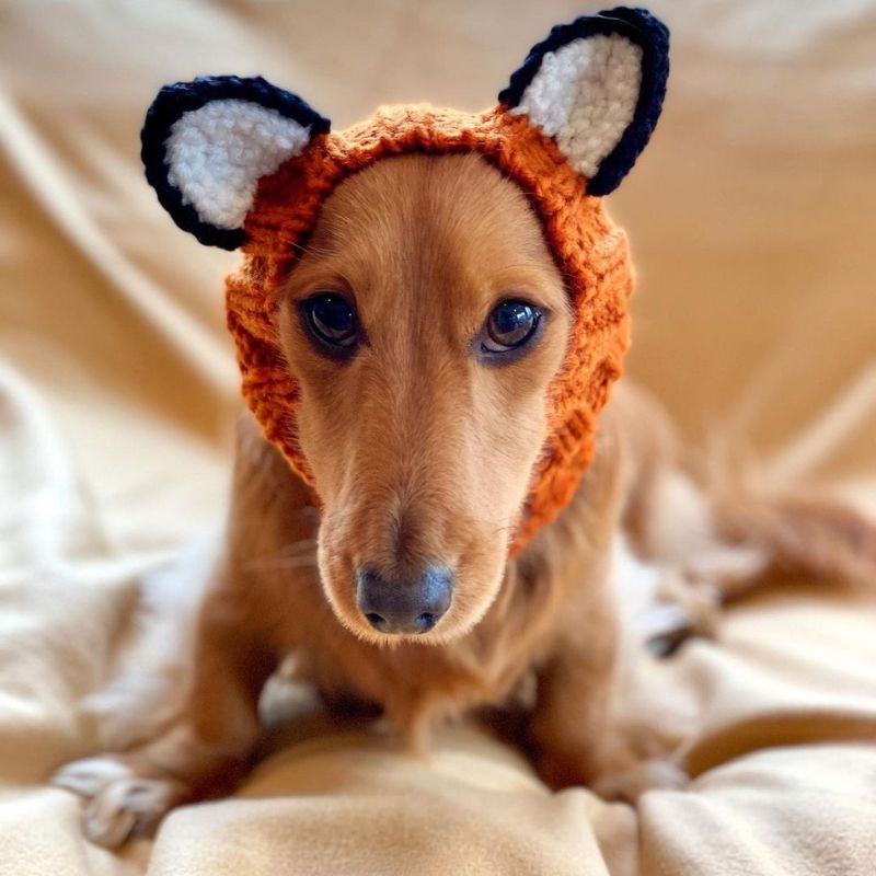 Fox Dachshund Halloween Hat