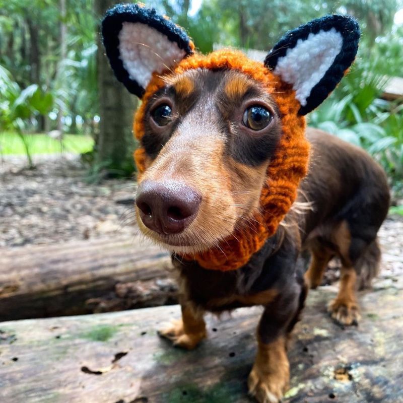 Fox Dachshund Halloween Hat