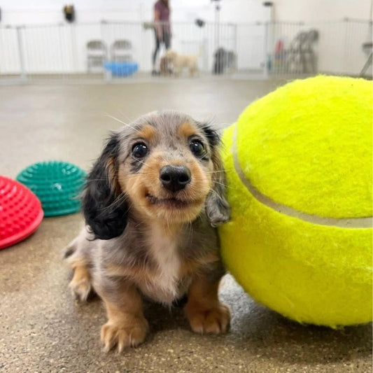 Giant Dachshund Ball Toy
