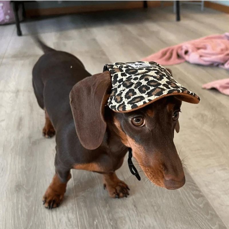 Graphic Doxie Baseball Hat