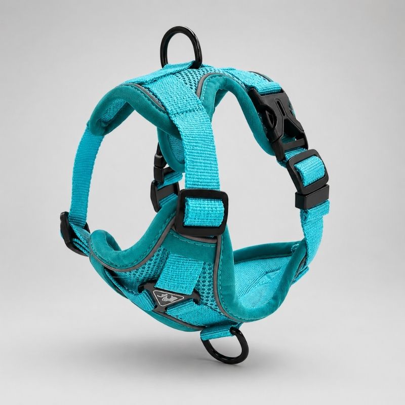 Dachshund Space Harness & Leash