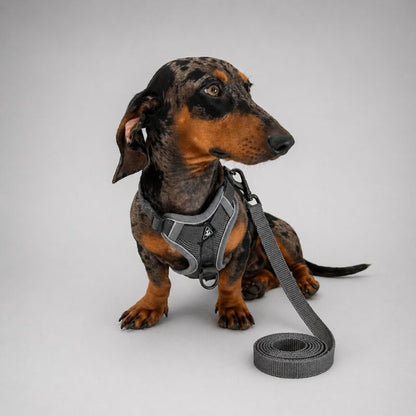 Dachshund Space Harness & Leash