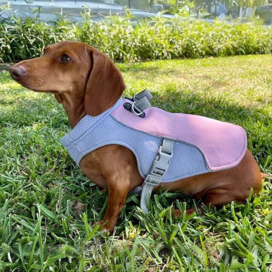 Heat Resistant Dachshund Vest
