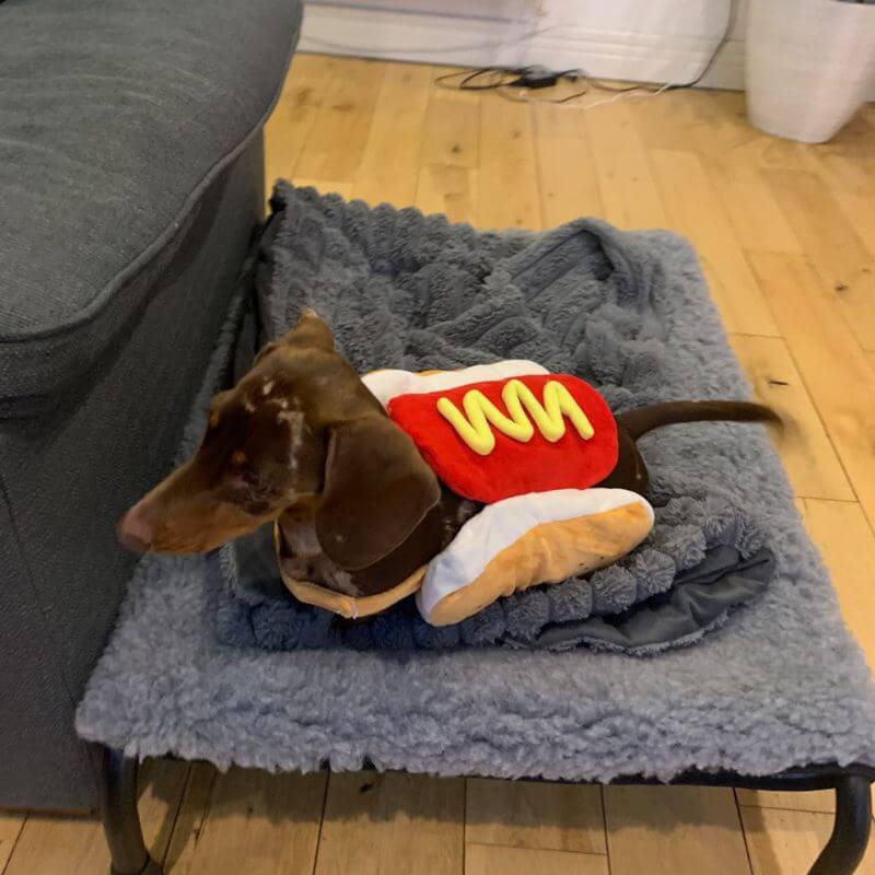 Dachshund Hot Dog Costume