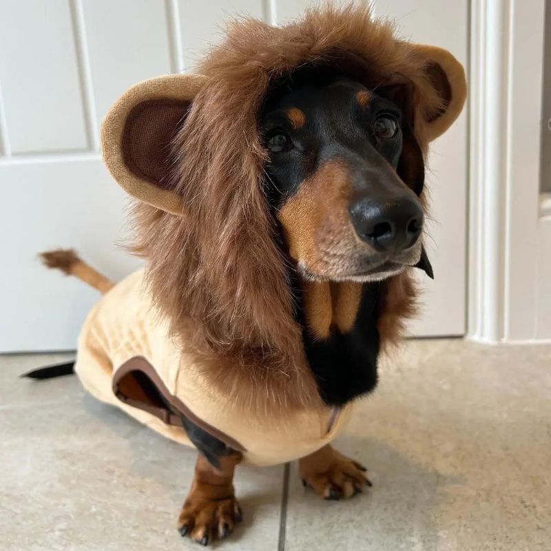 Lion Dachshund Costume