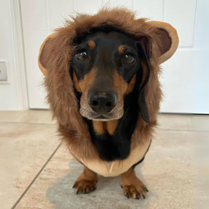 Lion Dachshund Costume
