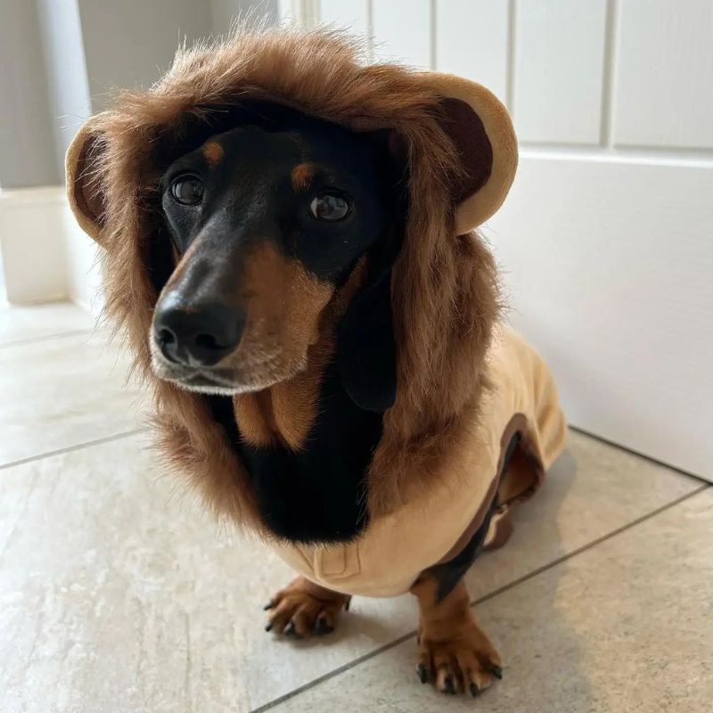 Lion Dachshund Costume