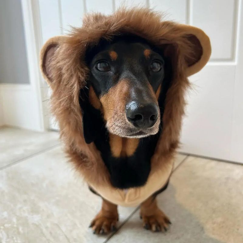 Lion Dachshund Costume