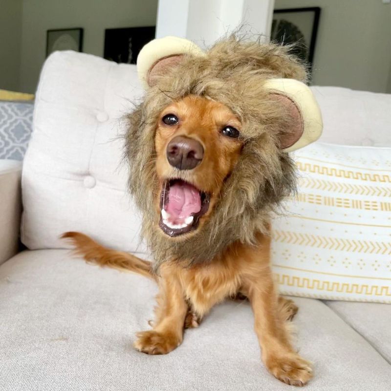 Dachshund Lion Costume
