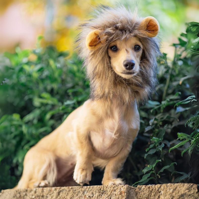 Dachshund Lion Costume