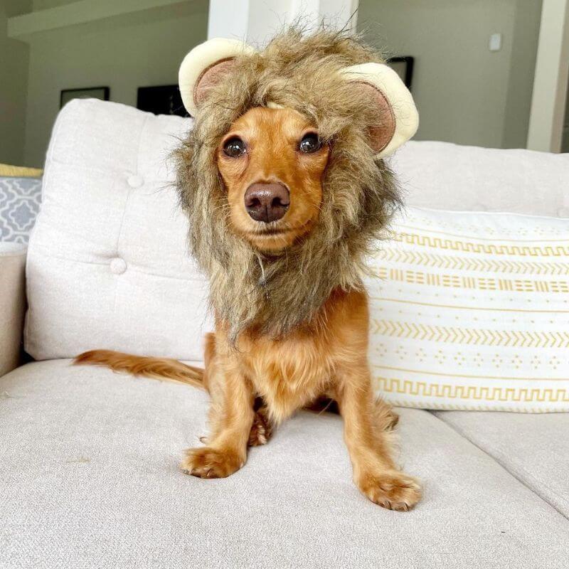 Dachshund Lion Costume