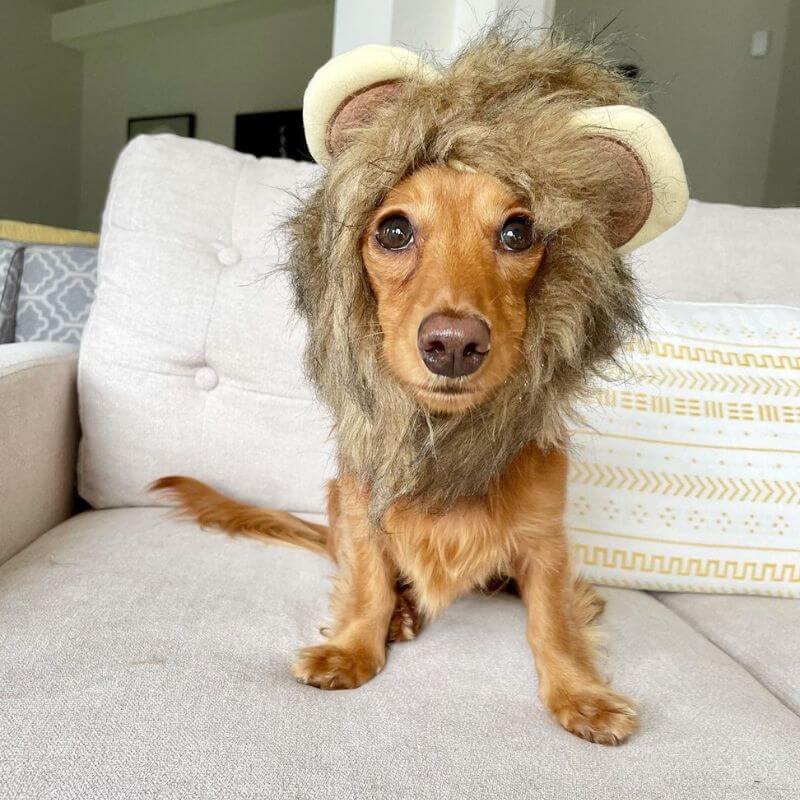 Dachshund Lion Costume