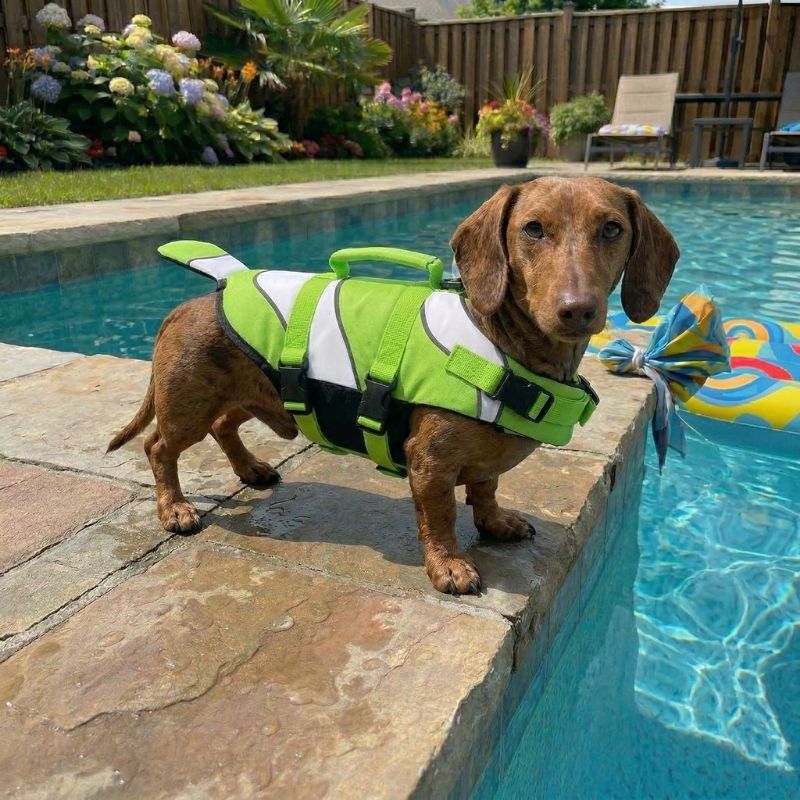 Nemo Dachshund Life Jacket
