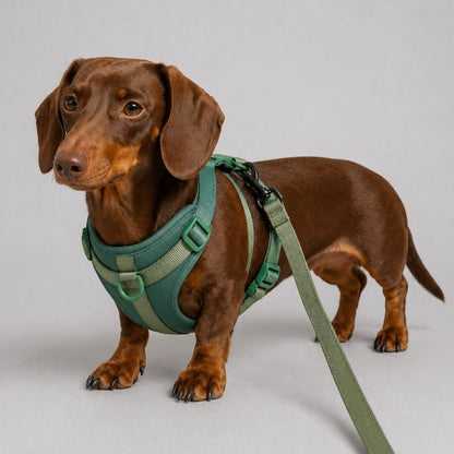 No-Pull Dachshund Harness
