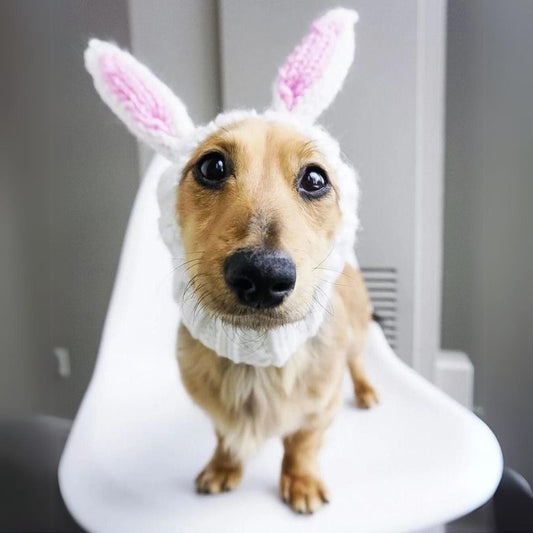 Rabbit Holiday Dachshund Hat