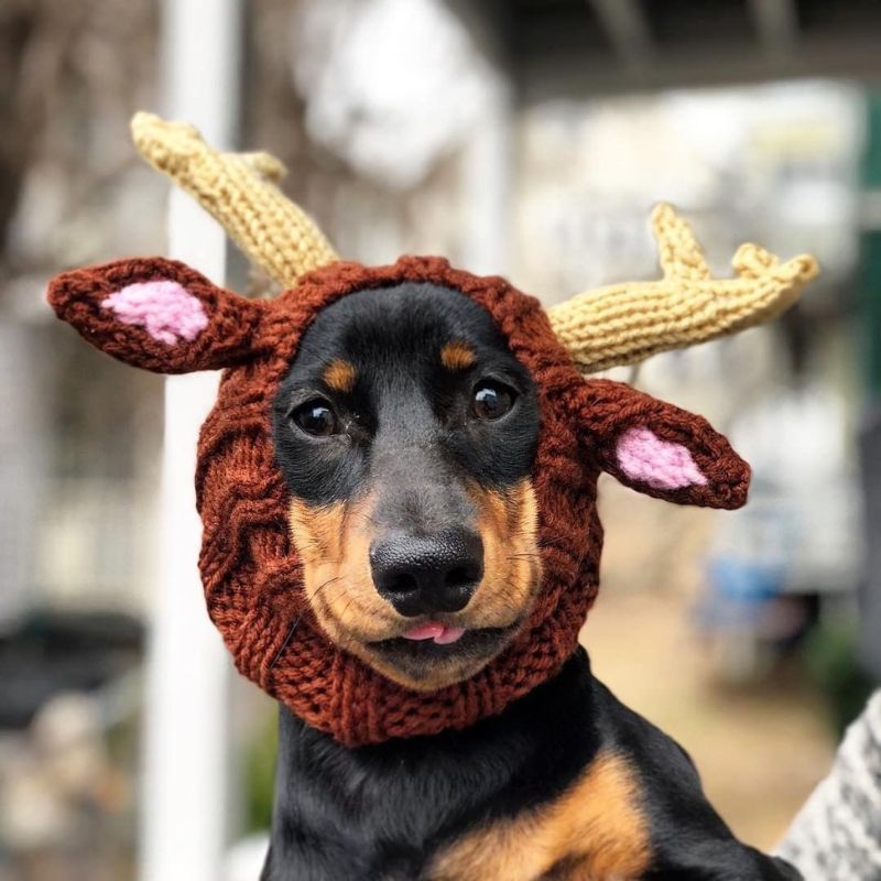 Elk Dachshund Holiday Hat