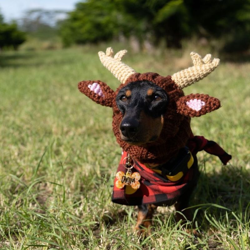 Elk Dachshund Holiday Hat