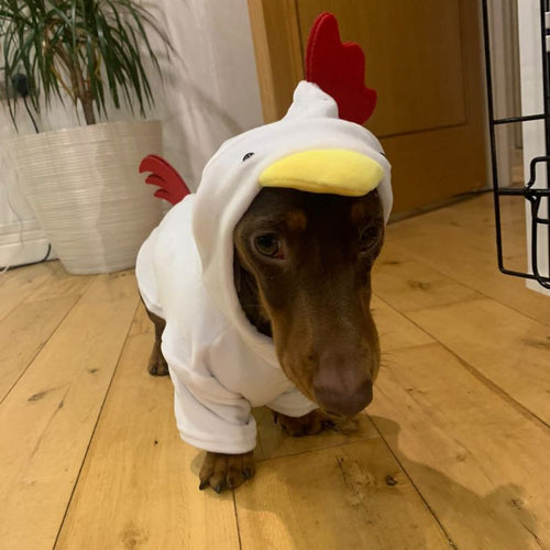 Rooster Dachshund Hoodie
