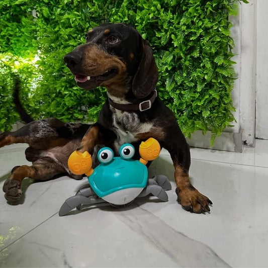 Running Crab Dachshund Toy