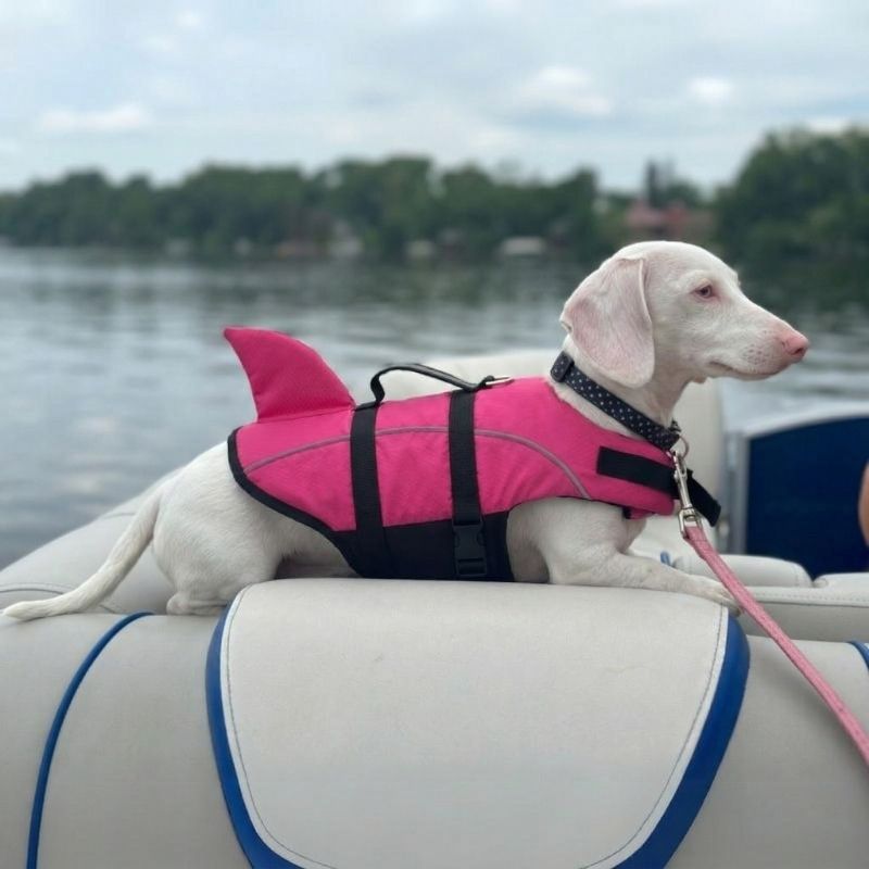 Shark Dachshund Life Jacket