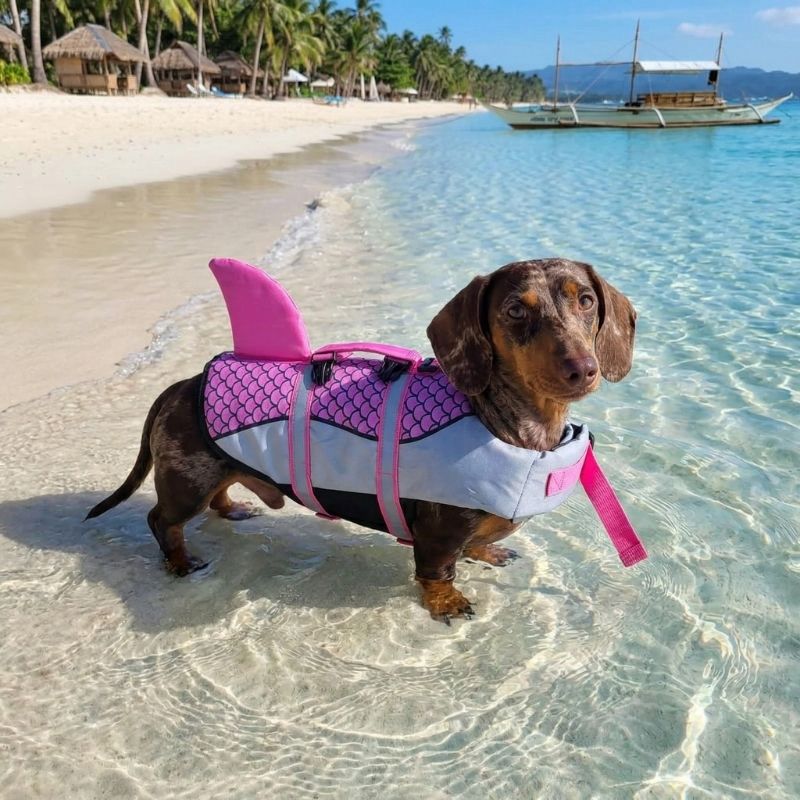Sharky Dachshund Life Jacket
