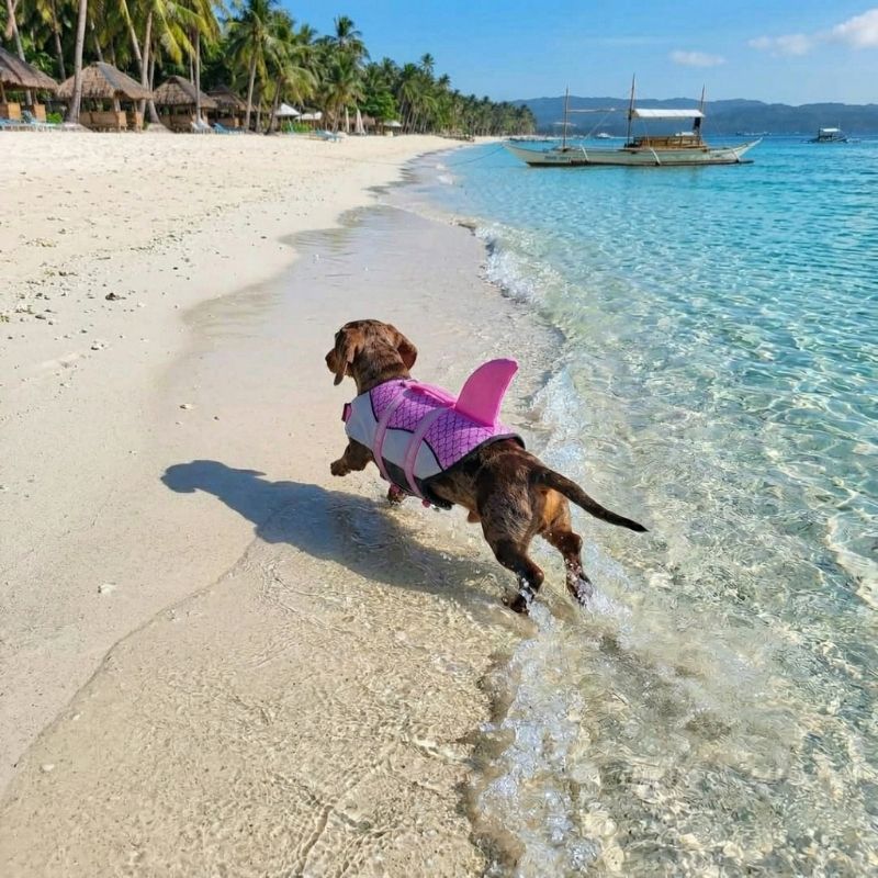Sharky Dachshund Life Jacket