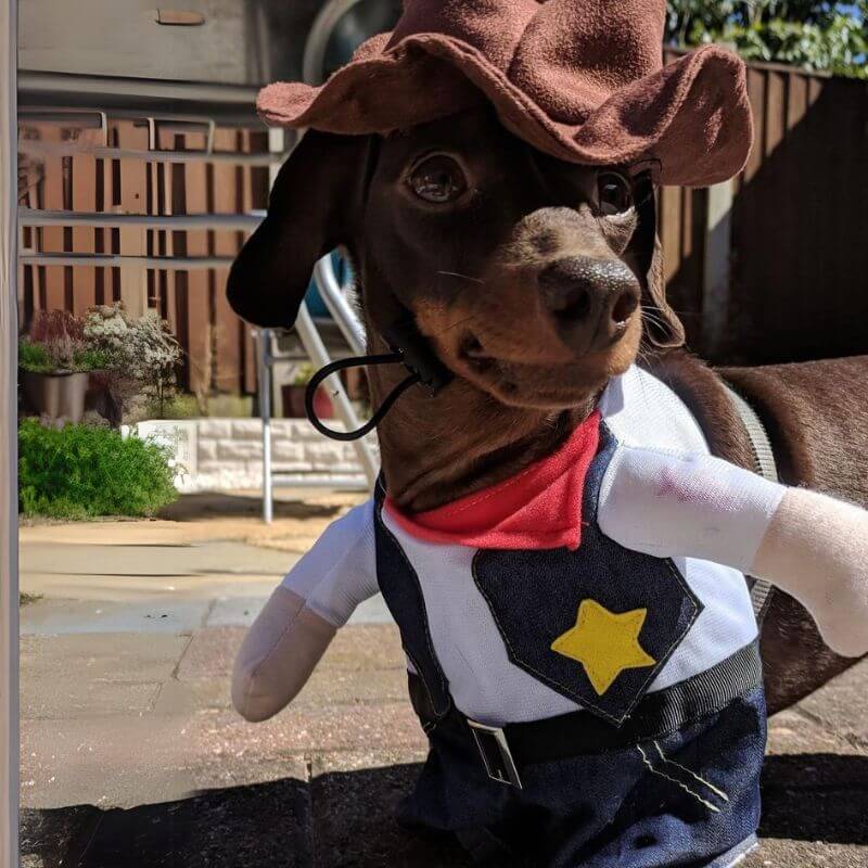 Sheriff Dachshund Costume