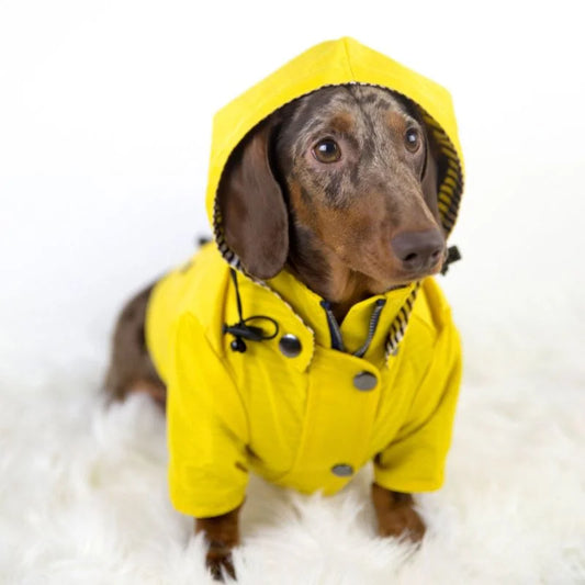 CoCo Dachshund Raincoat