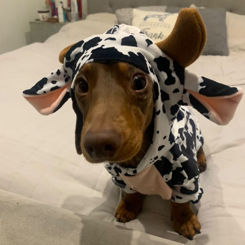 Cow Sausage Dog Pyjama