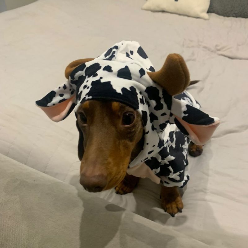 Cow Sausage Dog Pyjama