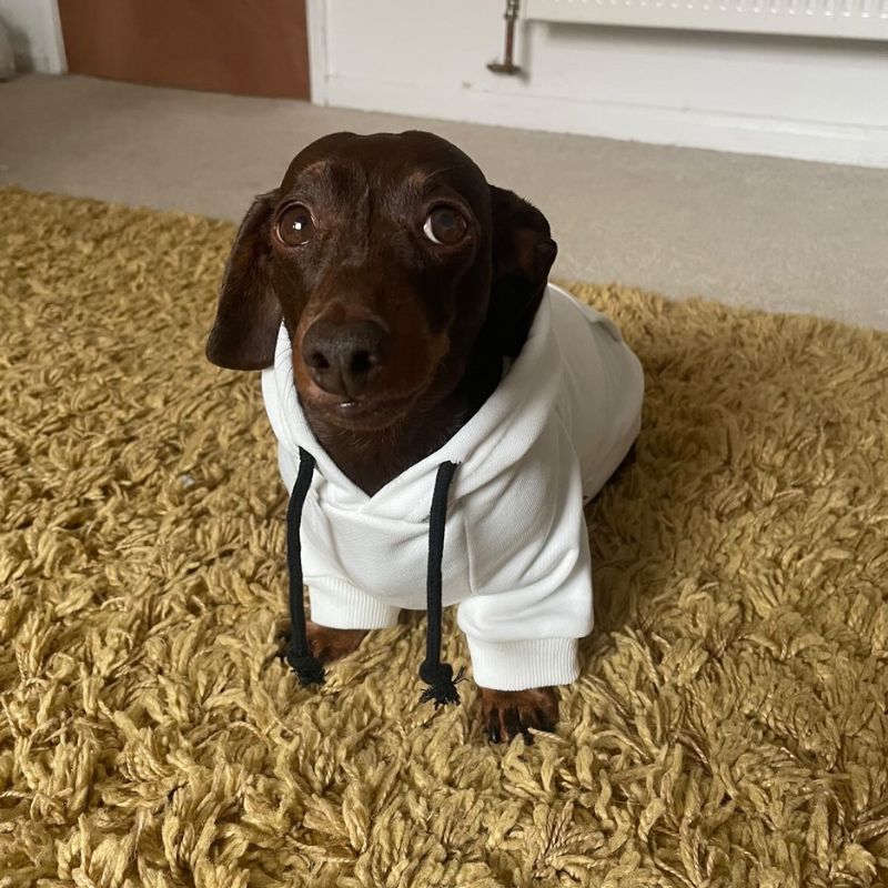 Sudadera Cómoda para Perros Salchicha