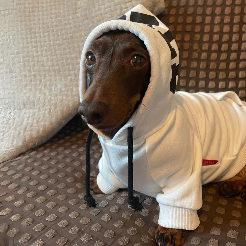 Sudadera Cómoda para Perros Salchicha