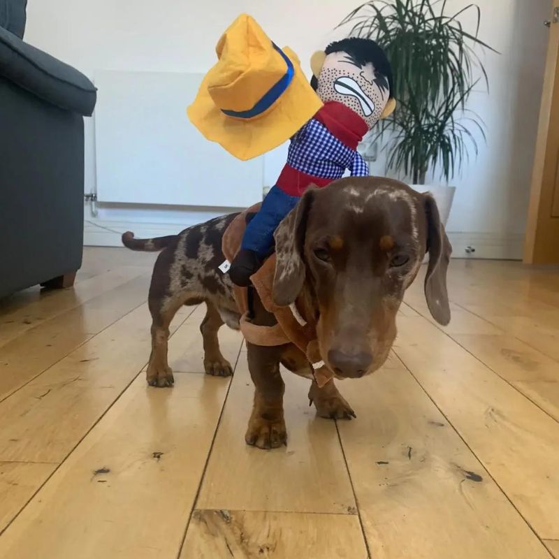 Dachshund Cowboy Costume