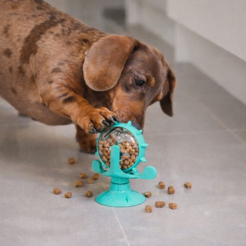 Dachshund IQ Futterspielzeug