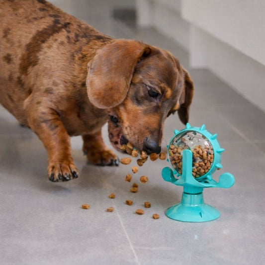 Dachshund IQ Feeder Toy