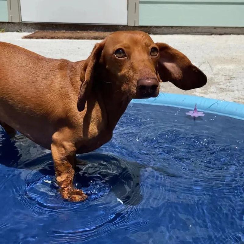 Piscina Splash de Verano para Perros Salchicha