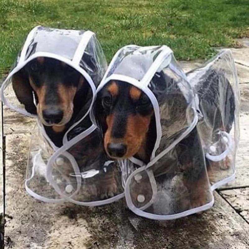 Dachshund Space Regenmantel
