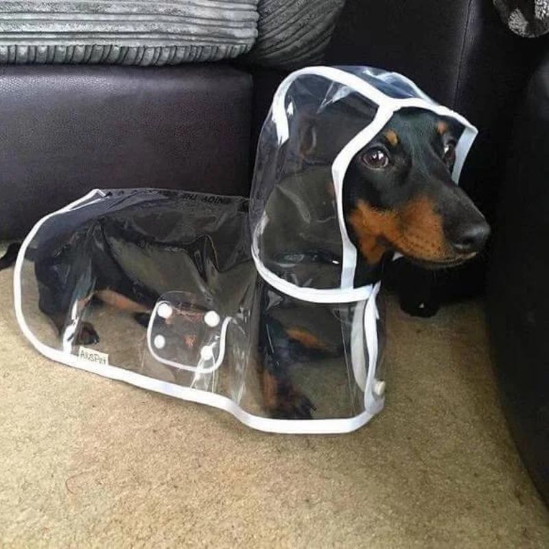 Dachshund Space Regenmantel
