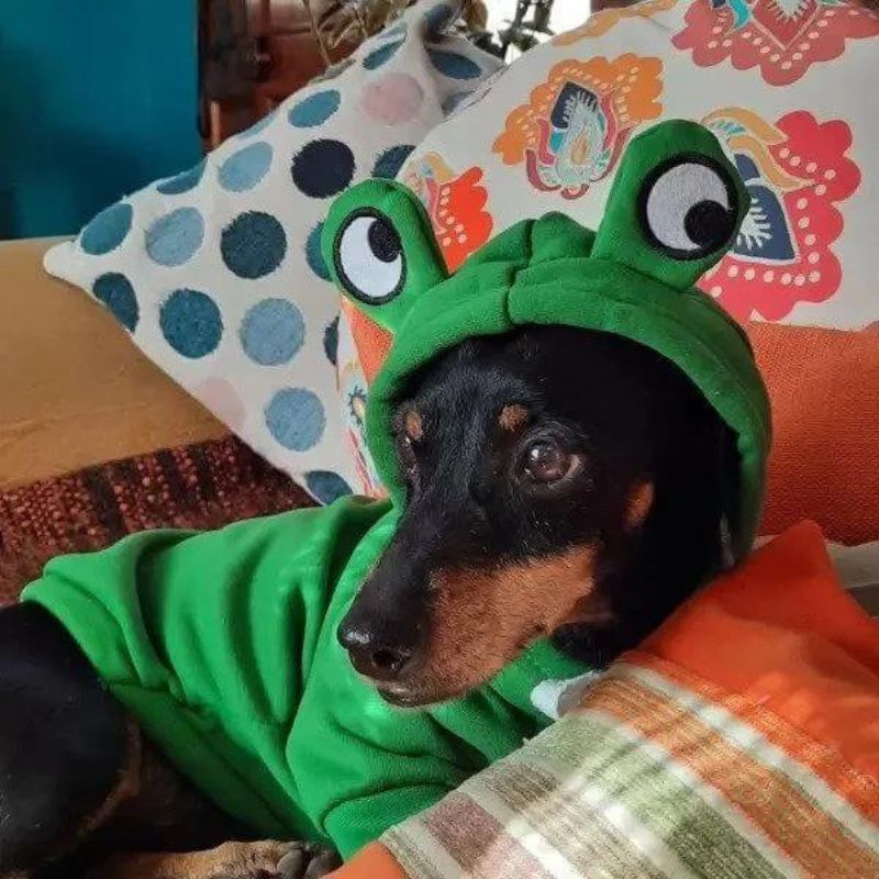 Sudadera Rana para Perros Salchicha