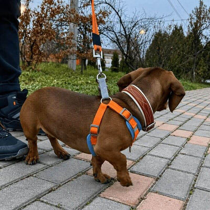 Doxie Reflective Harness & Leash
