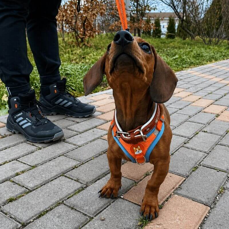 Doxie Reflective Harness & Leash