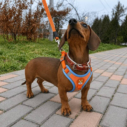 Doxie Reflective Harness & Leash