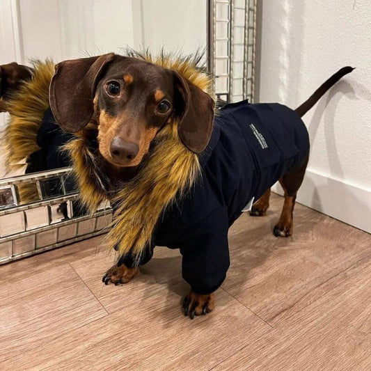 Parka Dachshund Coat