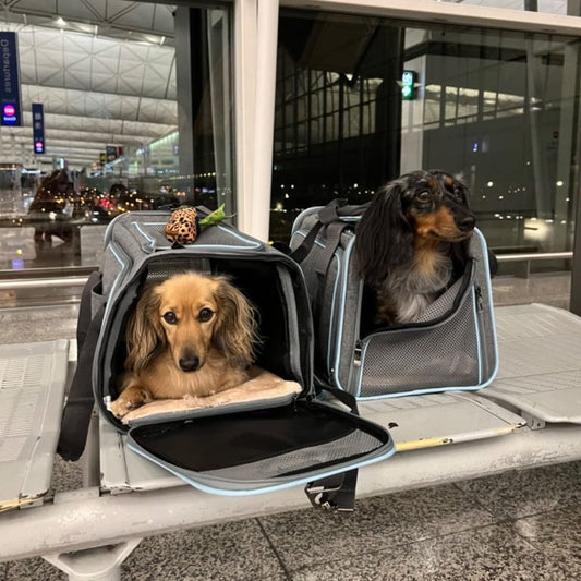 Portable Dachshund Space Carrier
