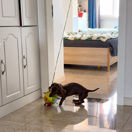 Squeaky Ball Interactive Dachshund Toy