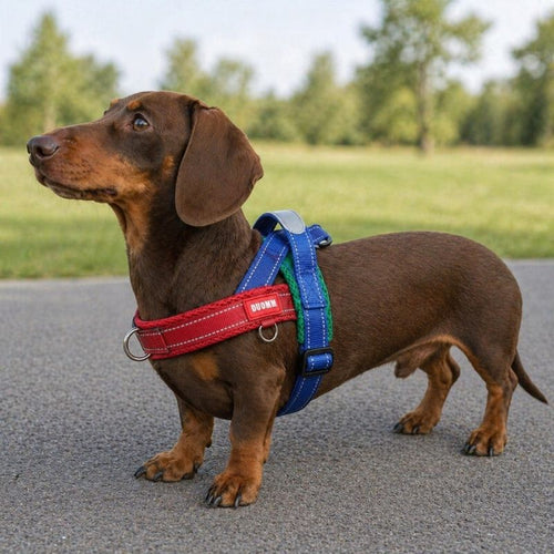 Summer Dachshund Harness